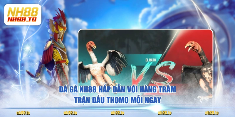 Đá gà NH88 hấp dẫn với hàng trăm trận đấu Thomo mỗi ngày